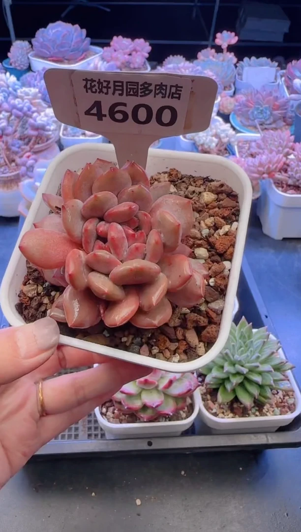 【闪购商品】4600凌雪