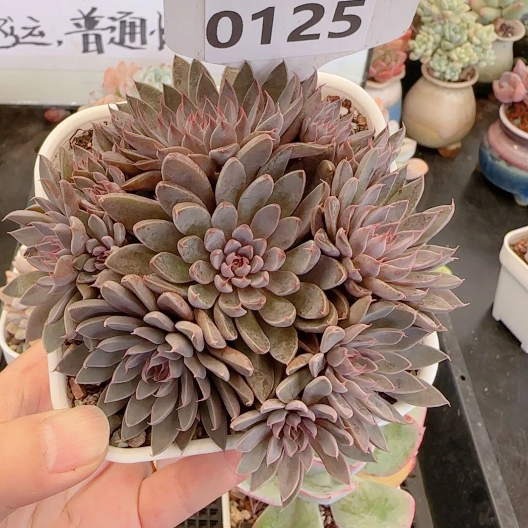 多肉植物0125…………..