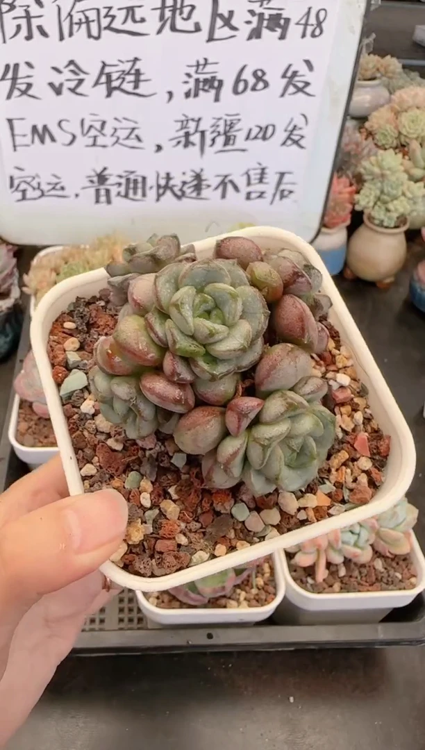 【闪购商品】0133.