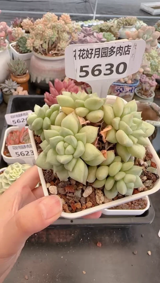 【闪购商品】5630.