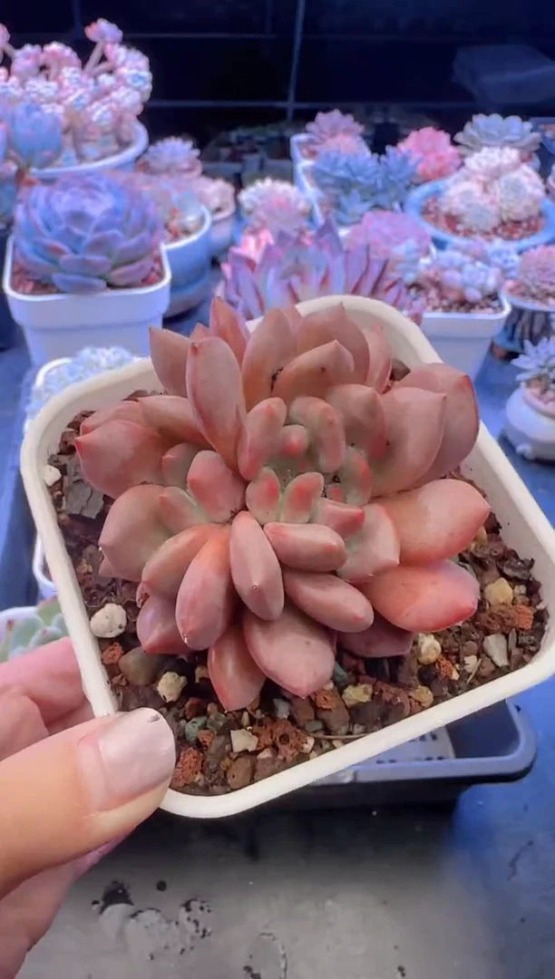 【闪购商品】2326.