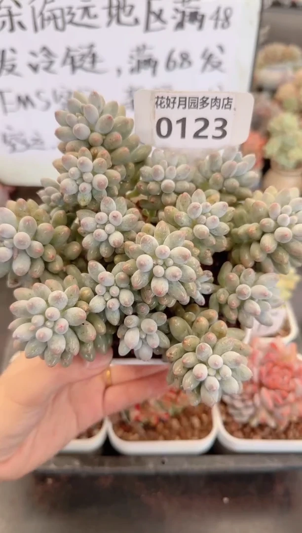 【闪购商品】0123婴儿手指