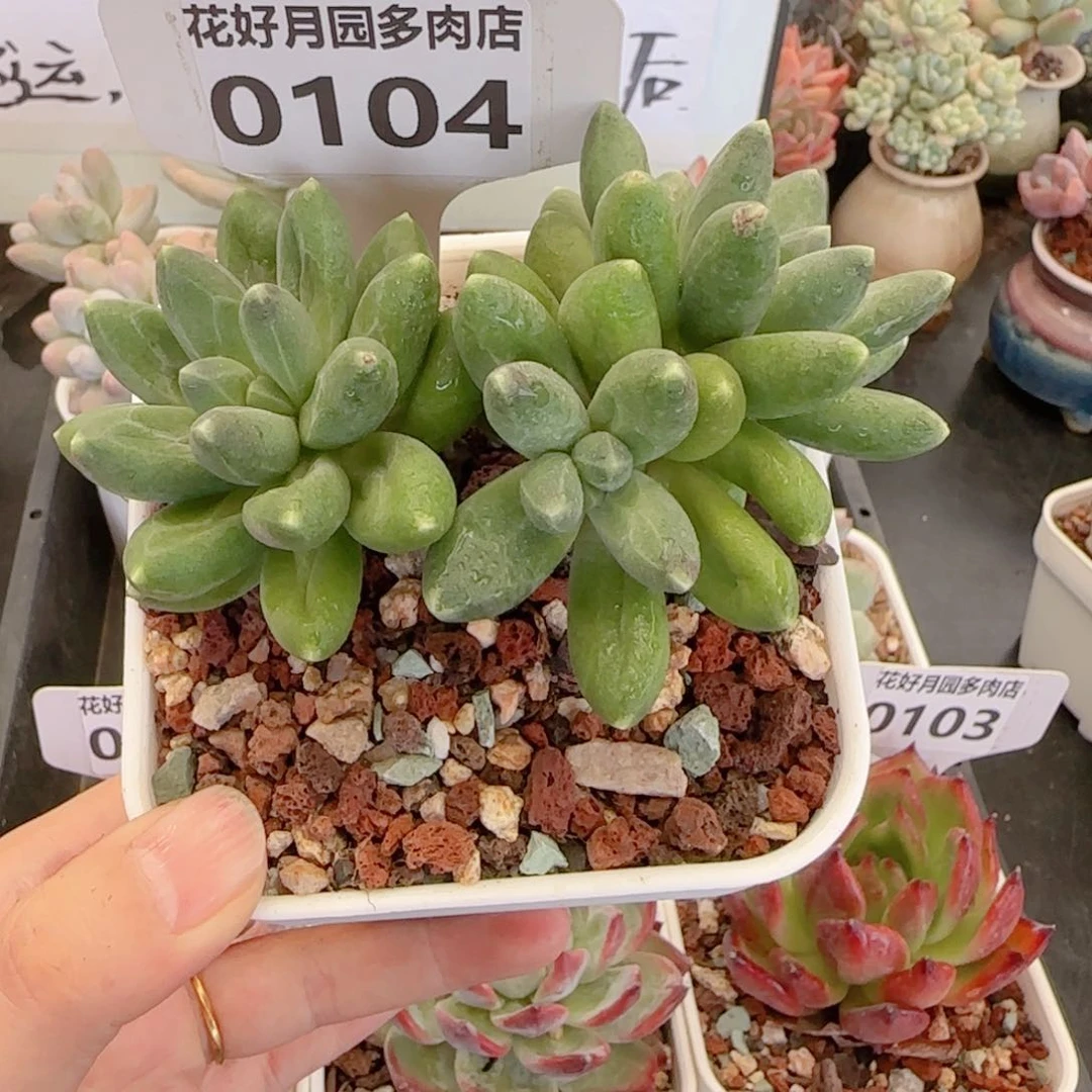 多肉植物0104………….