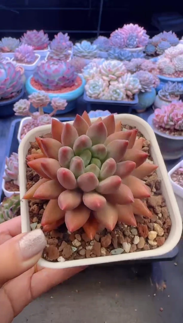 【闪购商品】8119.