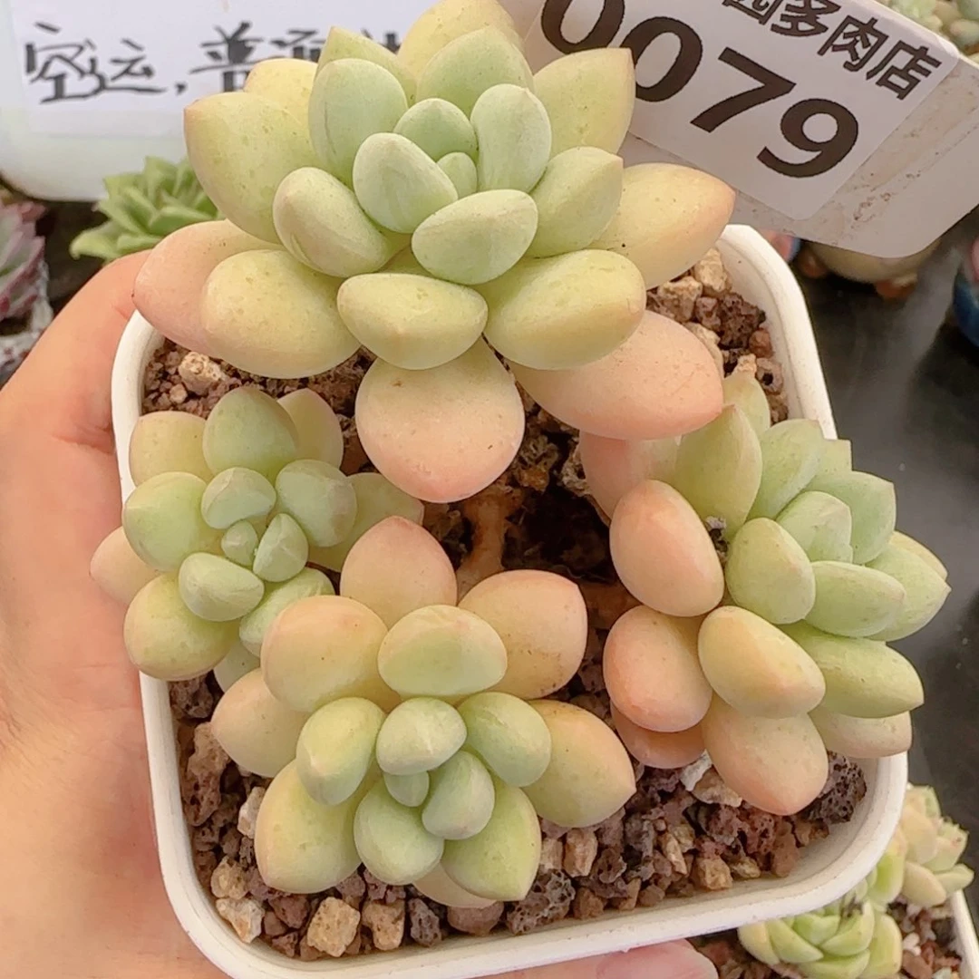 多肉植物0079………….