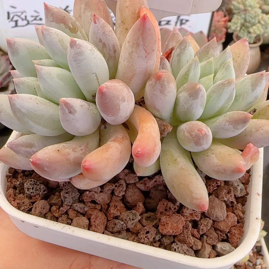 多肉植物0077……………