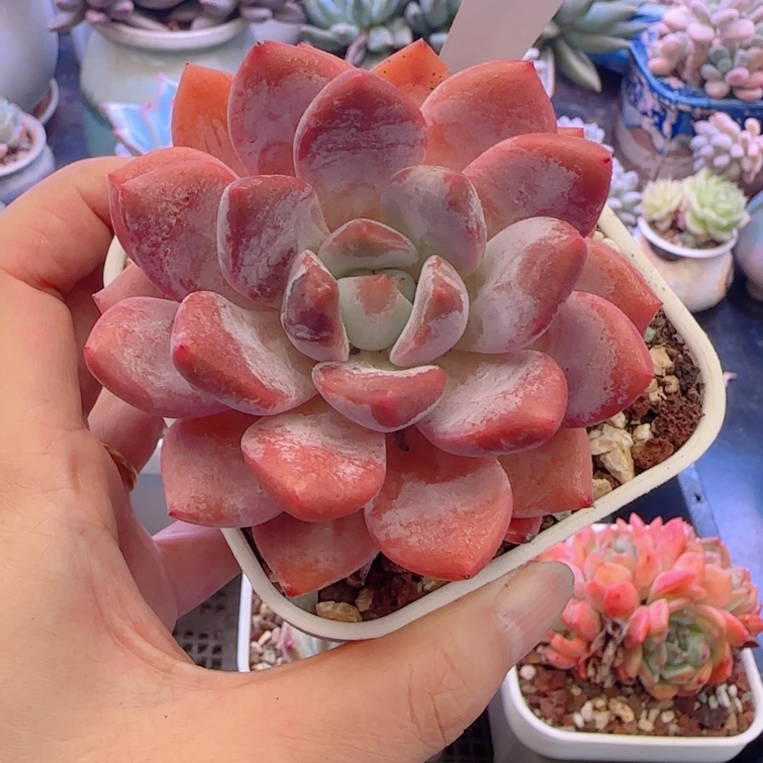 多肉植物0585………….