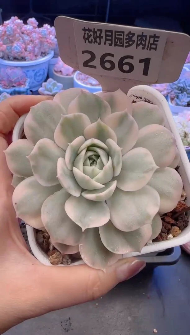 【闪购商品】2661.