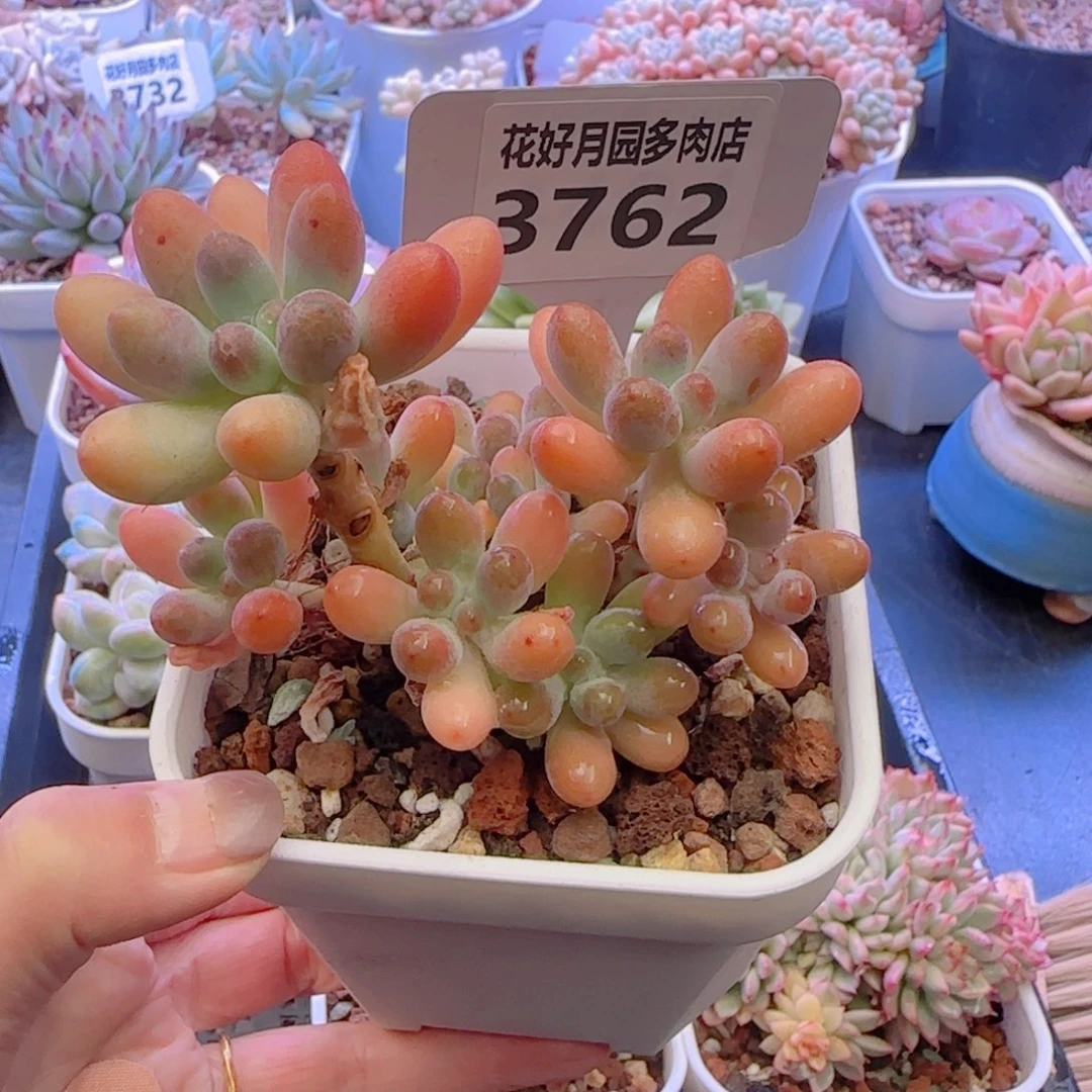 多肉植物3762…………