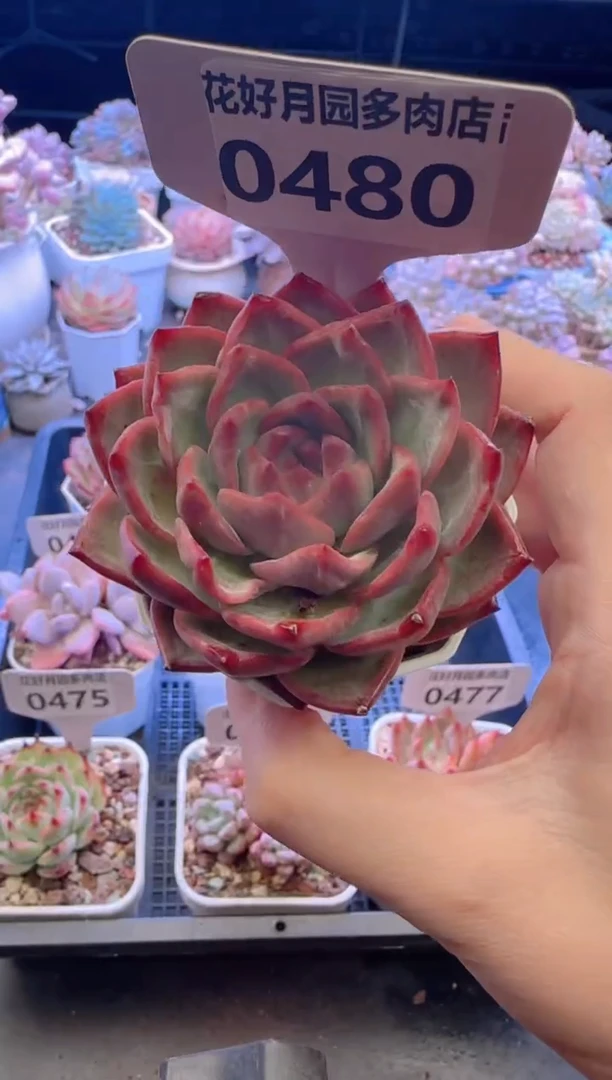 【闪购商品】0480.