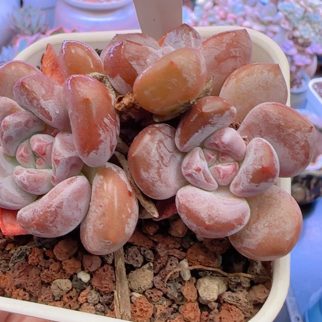 多肉植物5779……….