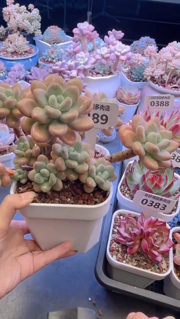 【闪购商品】0389香水洛神
