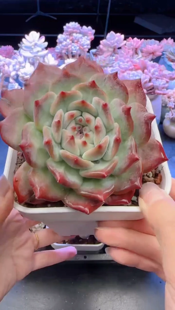 【闪购商品】2853.