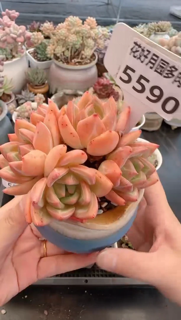 【闪购商品】5590.带盆