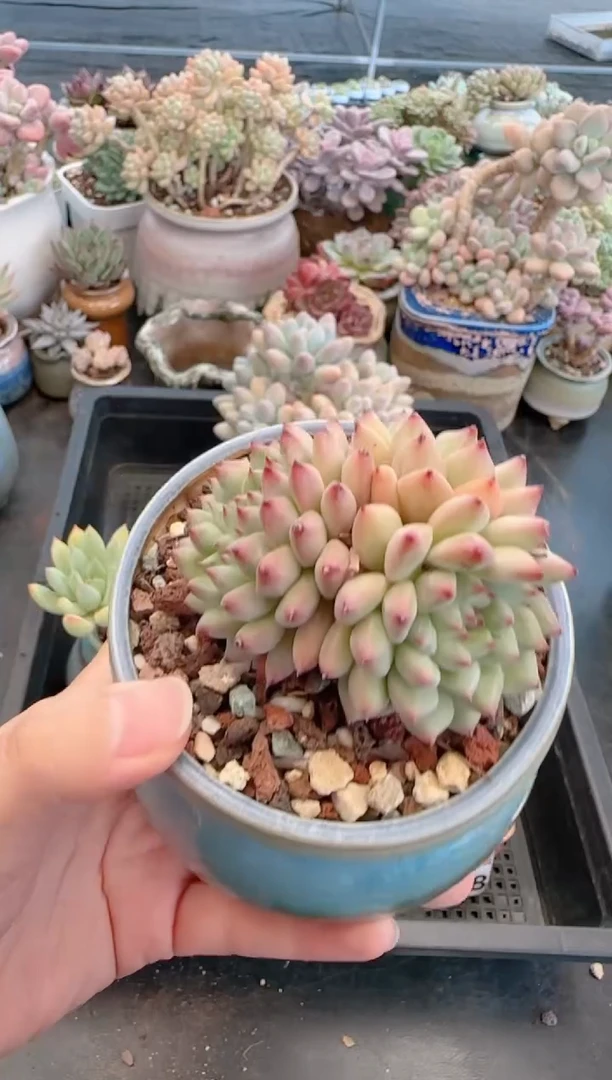 【闪购商品】5612带盆