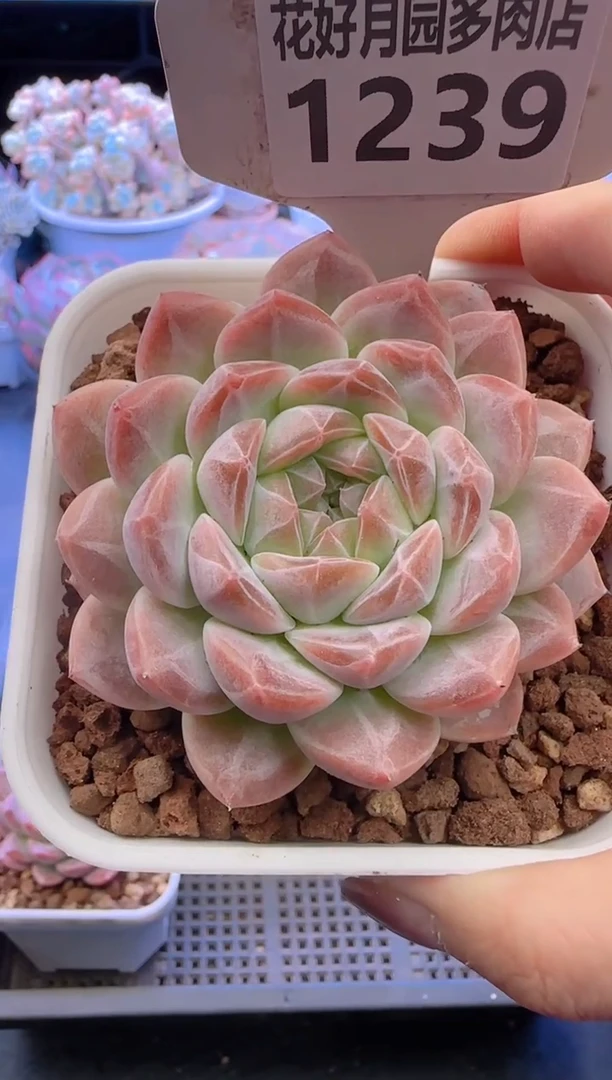 【闪购商品】1239.