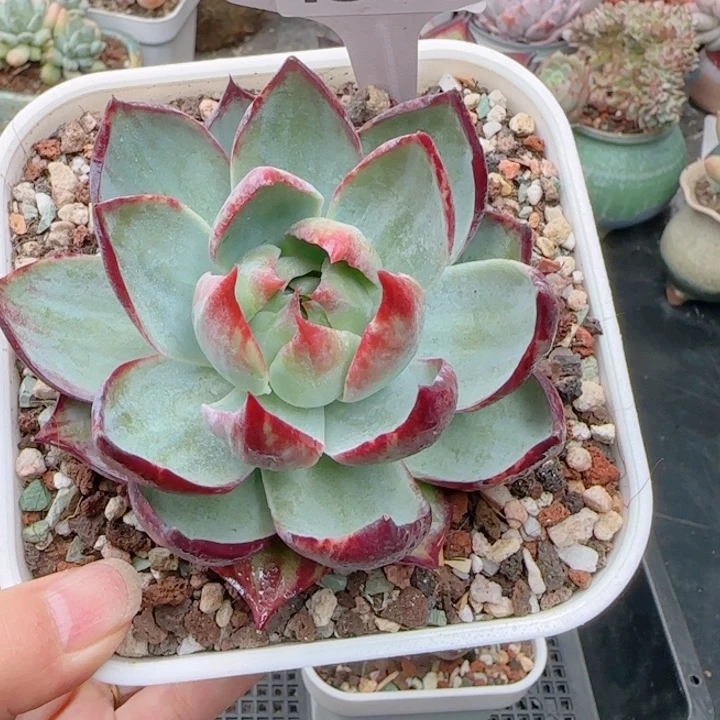 多肉植物4565………….