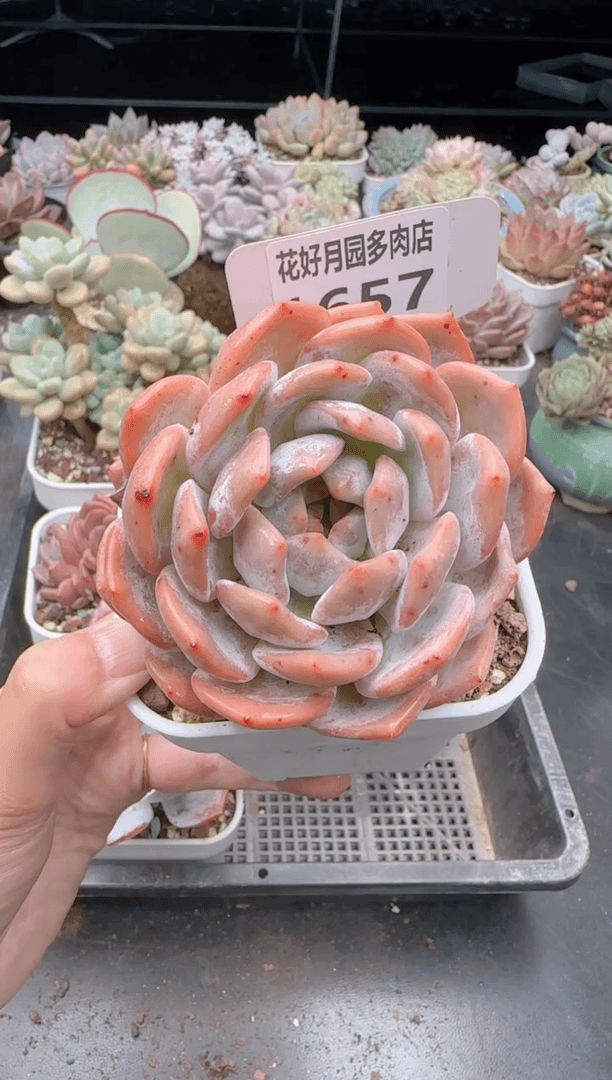 【闪购商品】1657.