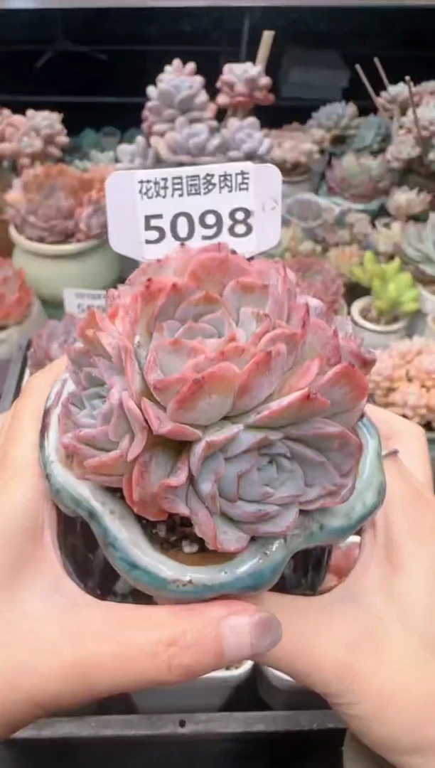 【闪购商品】5098.