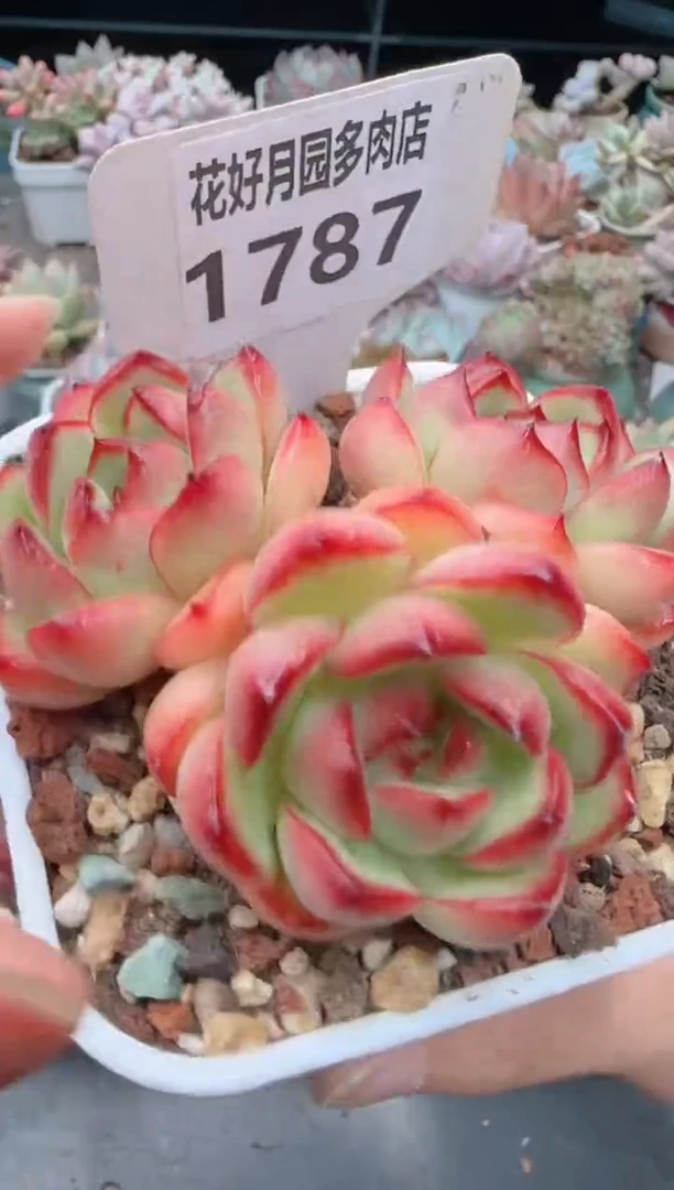 【闪购商品】1787.