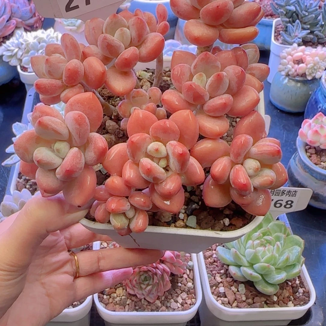 多肉植物2772………….