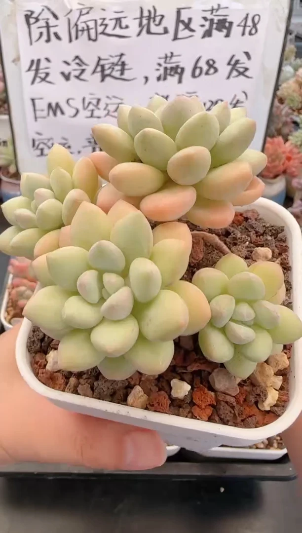 【闪购商品】5464泡泡糖