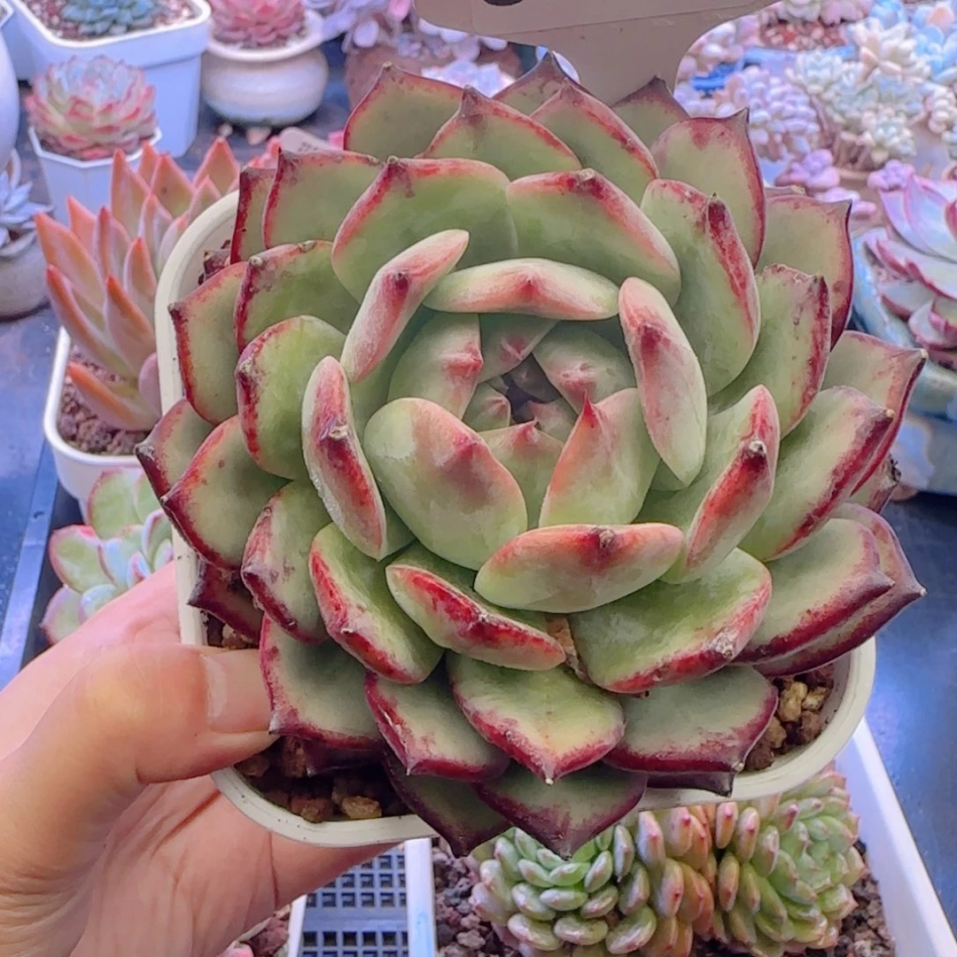 多肉植物0450………