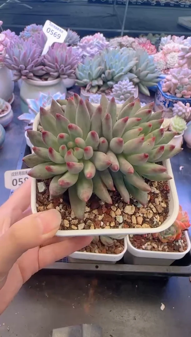 【闪购商品】0588虞美人