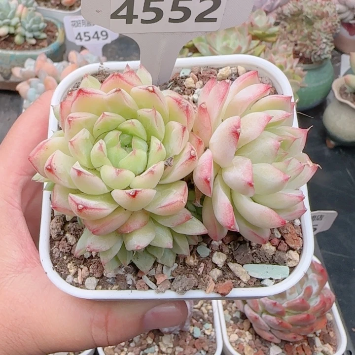 多肉植物4552……….