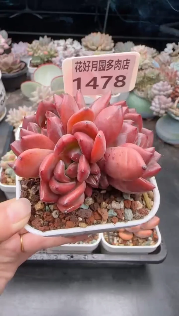 【闪购商品】1478.