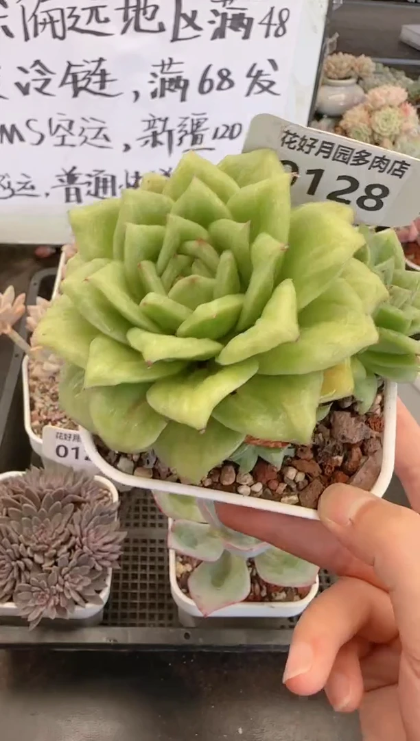 【闪购商品】0128蔷薇