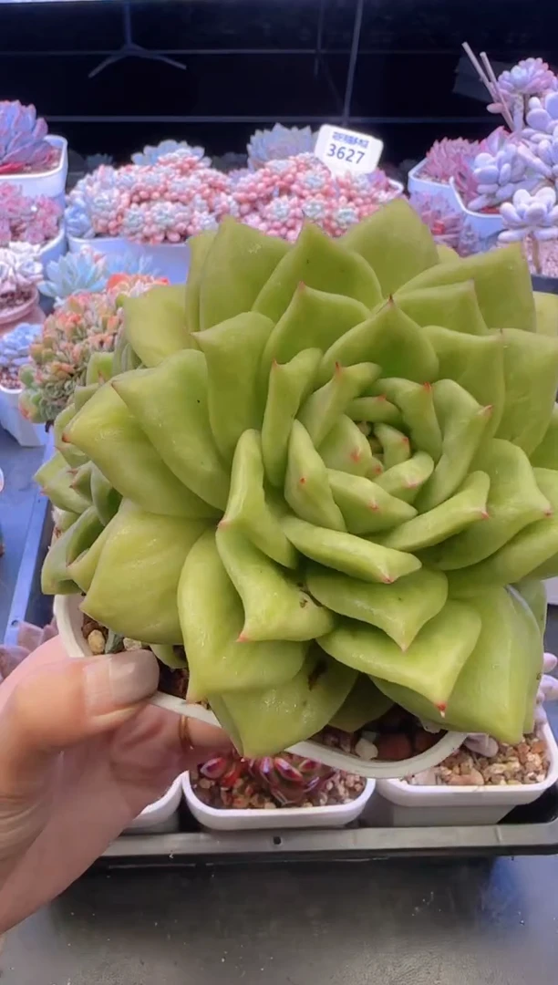 【闪购商品】3656.