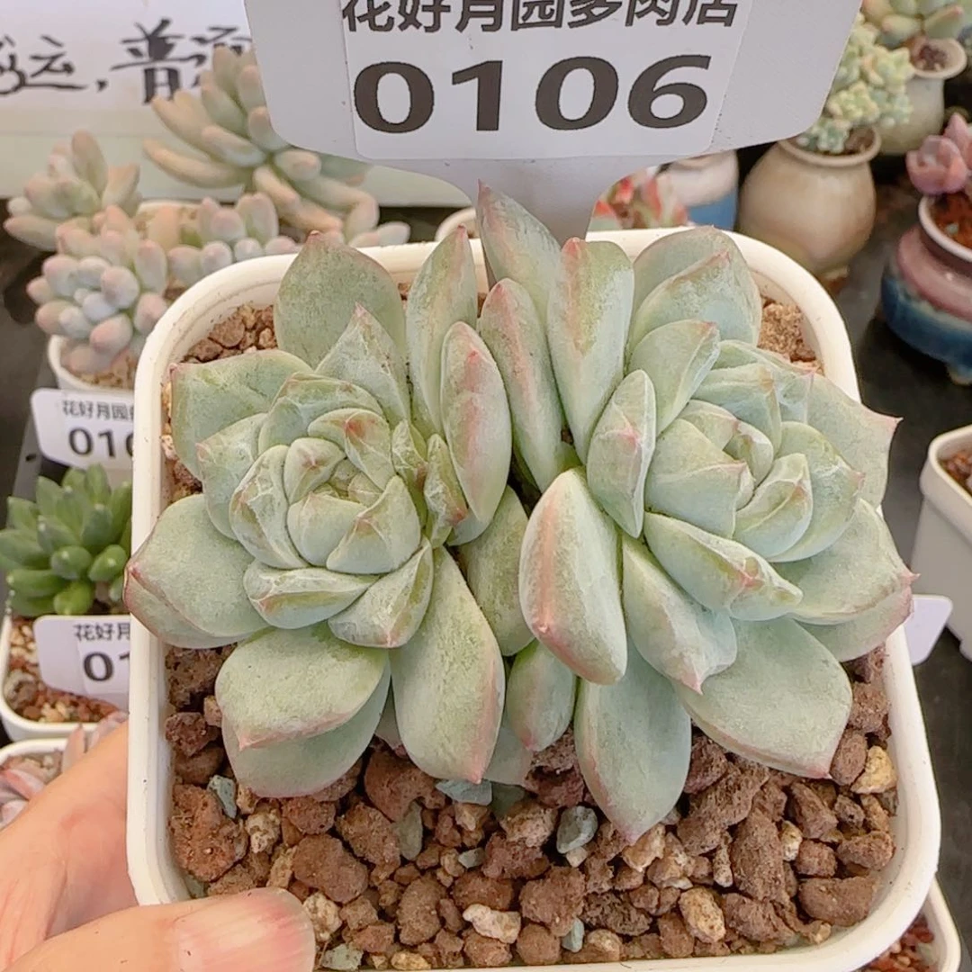 多肉植物0106………