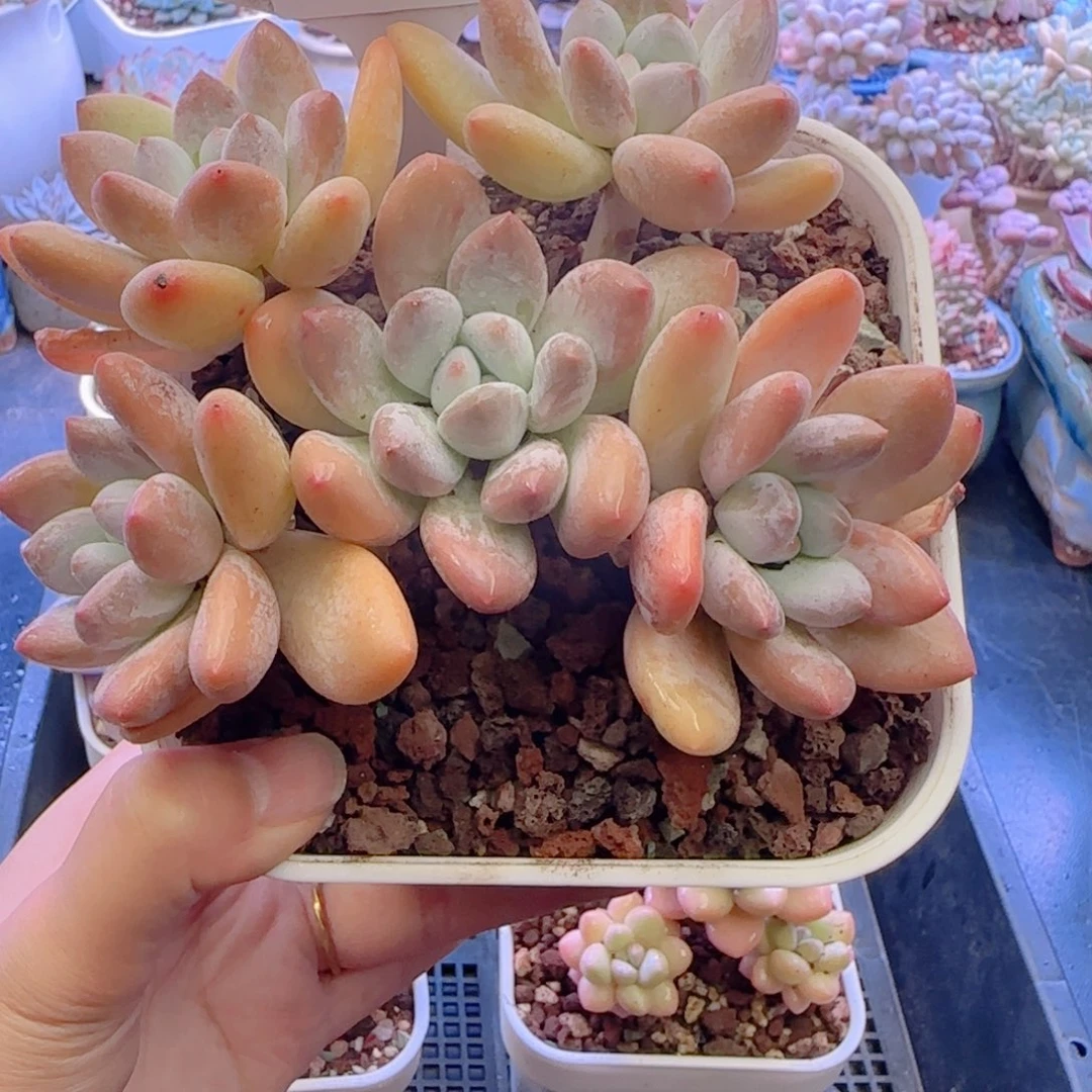 多肉植物0445………….