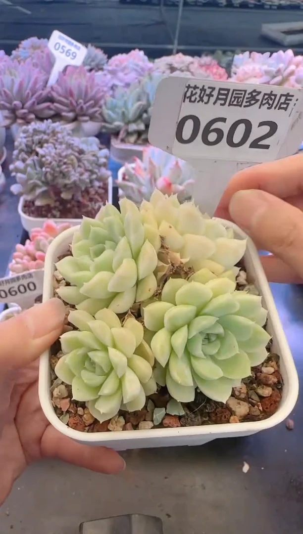 【闪购商品】0602.