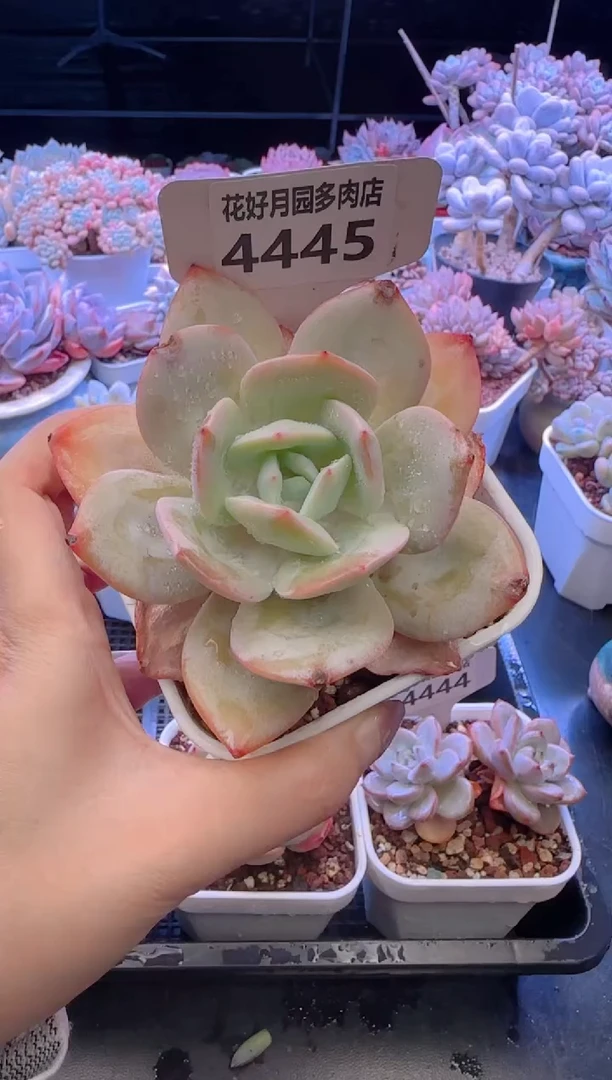 【闪购商品】4445白茶