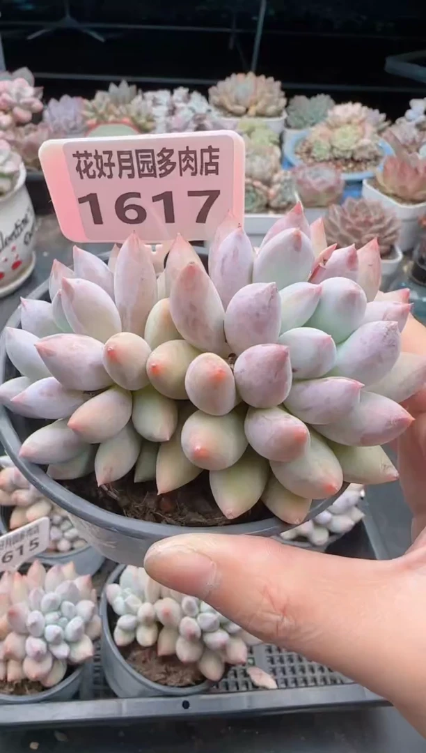 【闪购商品】1617.4颗