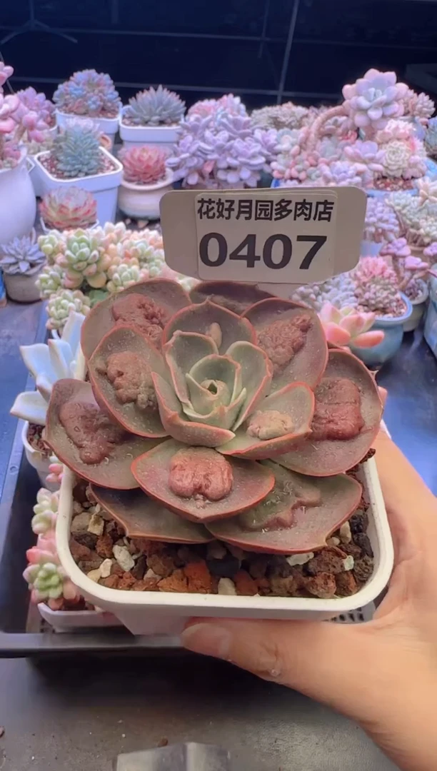 【闪购商品】0407瘤子红灯