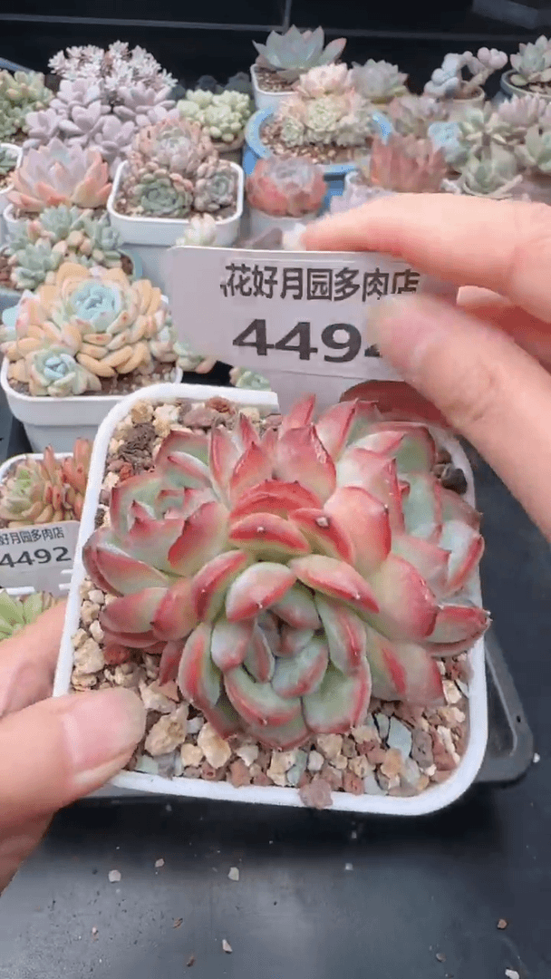 【闪购商品】4494.