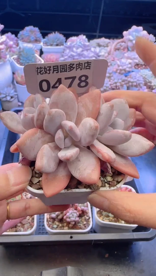 【闪购商品】0478粉兔