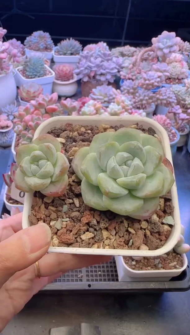 【闪购商品】0394.