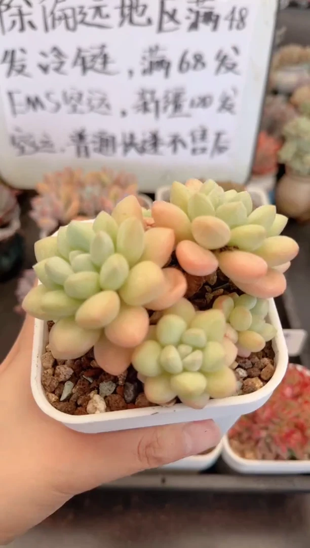 【闪购商品】0114泡泡糖