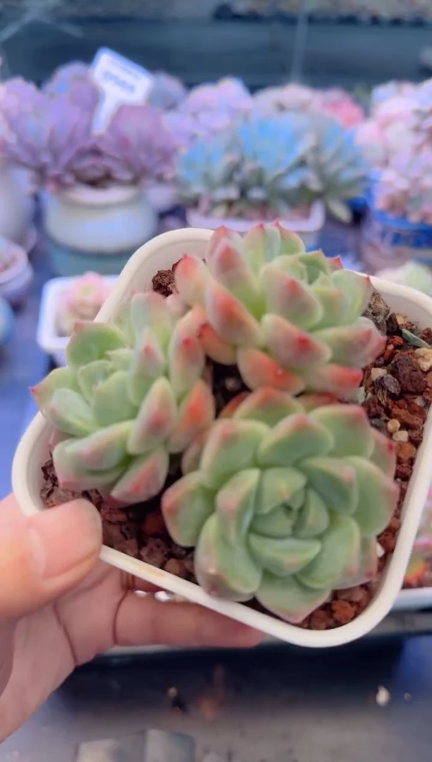 【闪购商品】0611.