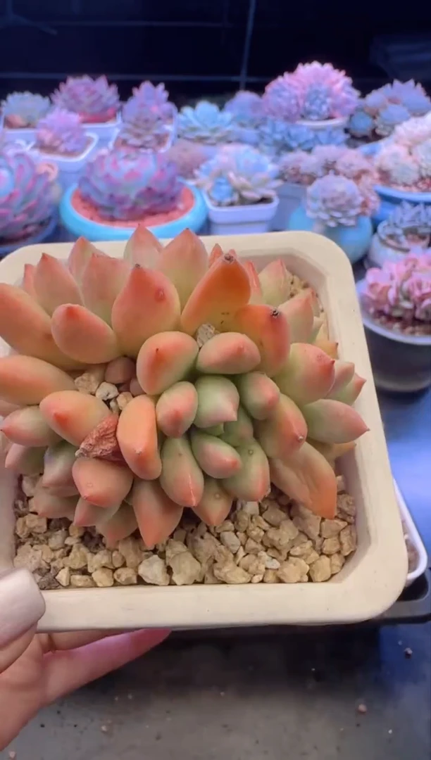 【闪购商品】8105.