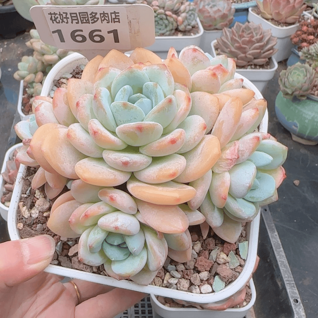 多肉植物1661………….