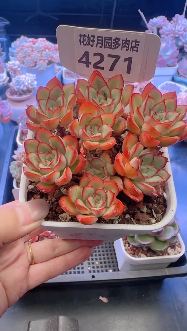 【闪购商品】4271.