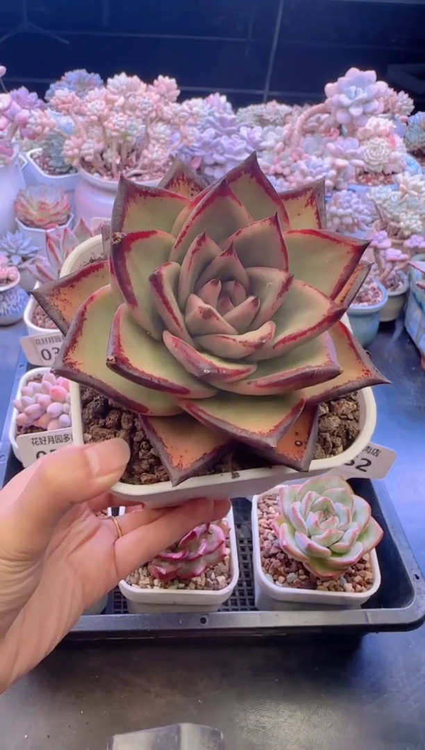 【闪购商品】0357乌木
