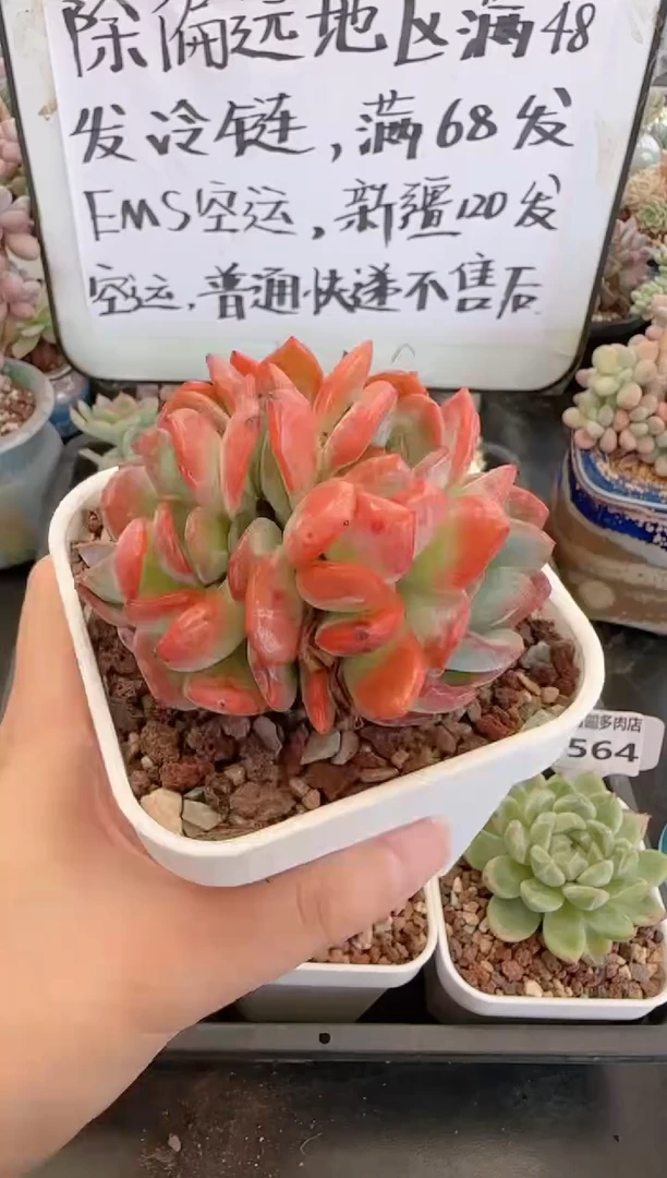 【闪购商品】5567全明星