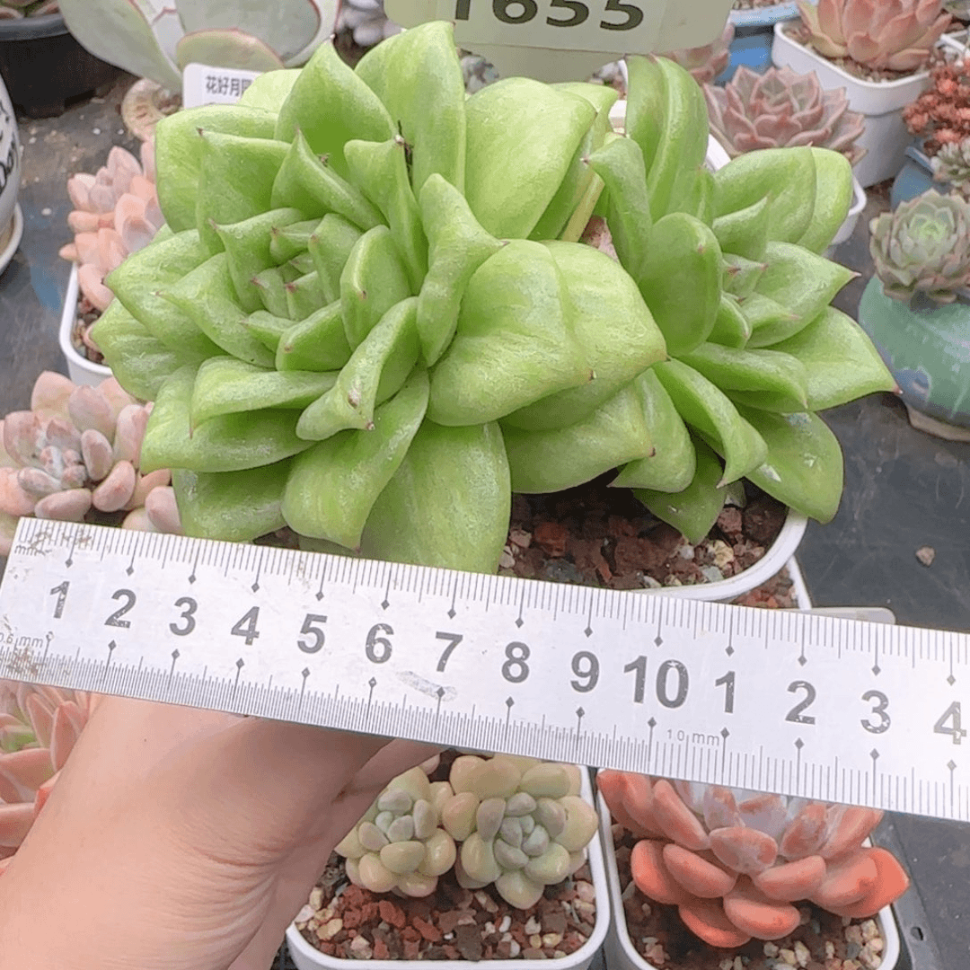 多肉植物1655………….