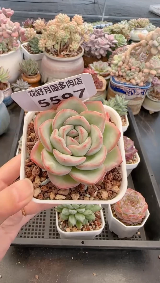 【闪购商品】5597泡芙